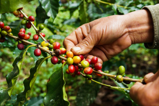 Coffee prices in Nepal stagnate while global market sees record multi-year highs