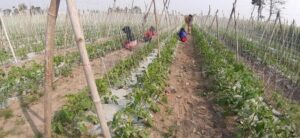 Arjundhara Municipality runs cooperative for achieving economic prosperity in agro sector