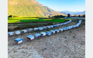 Apiarist from Lalitpur brings bees to Baglung in search of floral plants