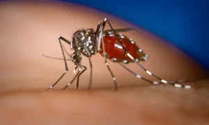 Dengue spreads to the mountain districts of Sudurpaschim
