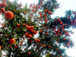 Bhojpur farmers find their calling in orange farming