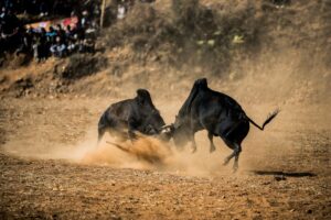 Bull fight to be organized in Dhading