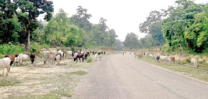 Kanchanpur’s Municipalities to collaborate on stray cattle management