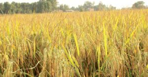 Rice production Increased, but a shortage to meet the country’s national needs