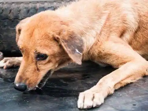 25 persons injured in a rabid dog attack