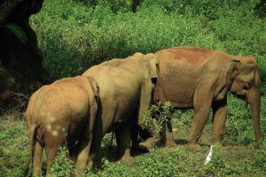 Locals terrorized after elephants start entering villages of Sunsari