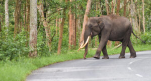 A woman killed in attack by elephant