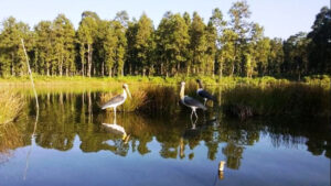 Stakeholders laid emphasis on conserving forest wetlands