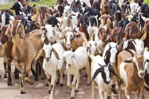 ‘Goat farming turns lucrative income source’