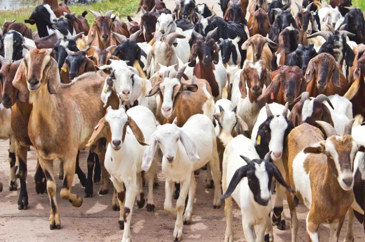 ‘Goat farming turns lucrative income source’