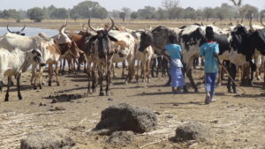 Livestock insurance turning effective