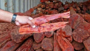 Over 40,000 kgs red sandalwood confiscated in Sindhupalchowk