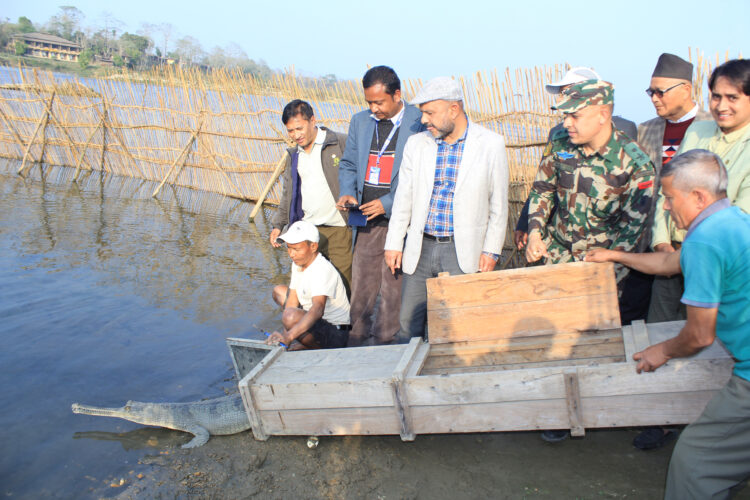 Crocodiles grown in breeding centre released into natural habitat