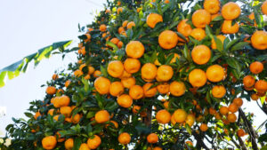 Parbat exports orange worth around Rs 300 million