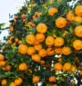 Over 9,000 metric tons of oranges produced in Palpa