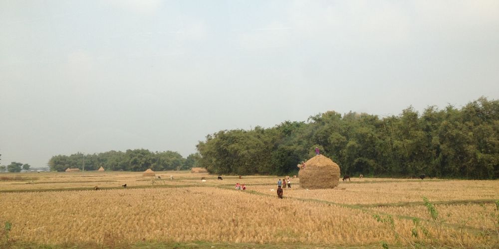 Paddy farmers happy with increased price