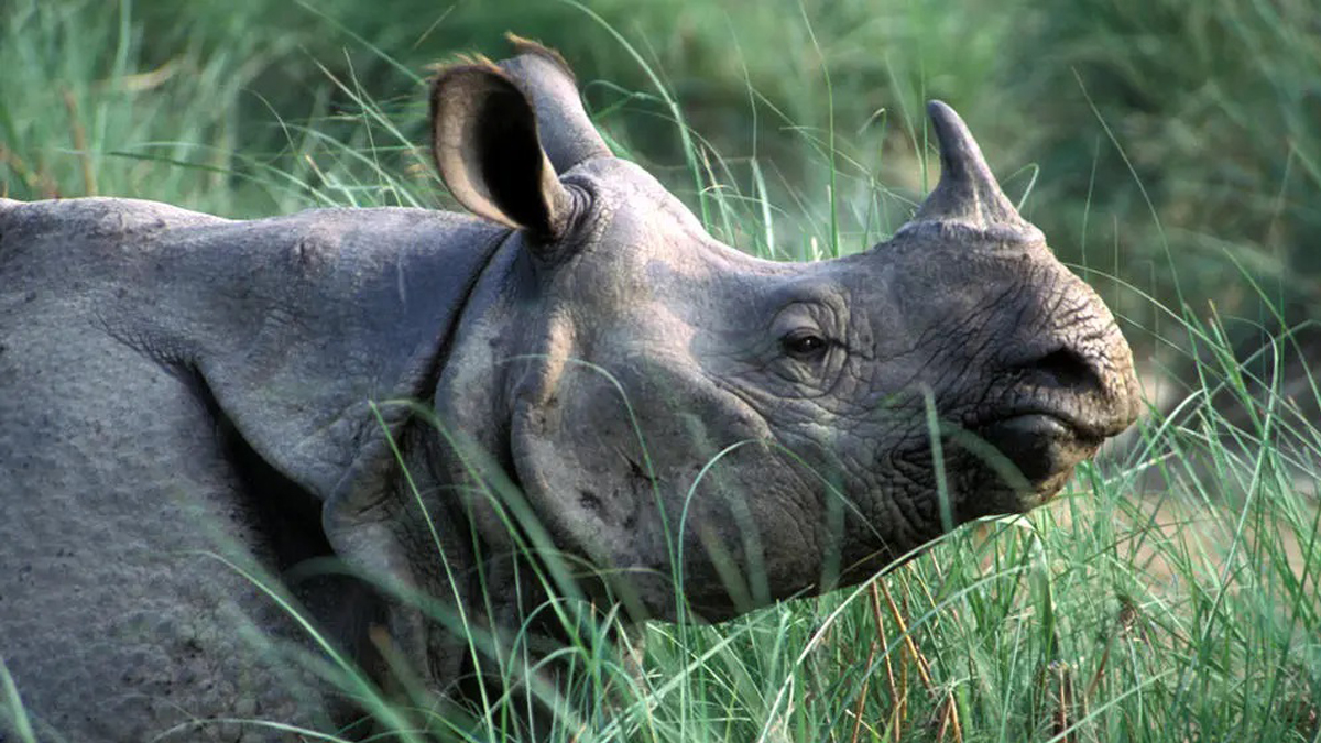 Third Rhino Range Countries Meeting begins in Chitwan