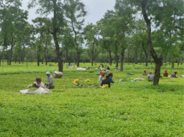 Tea producers demand chemical fertilizers