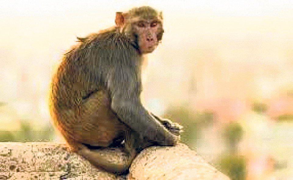 Monkey rampage displaces human settlements