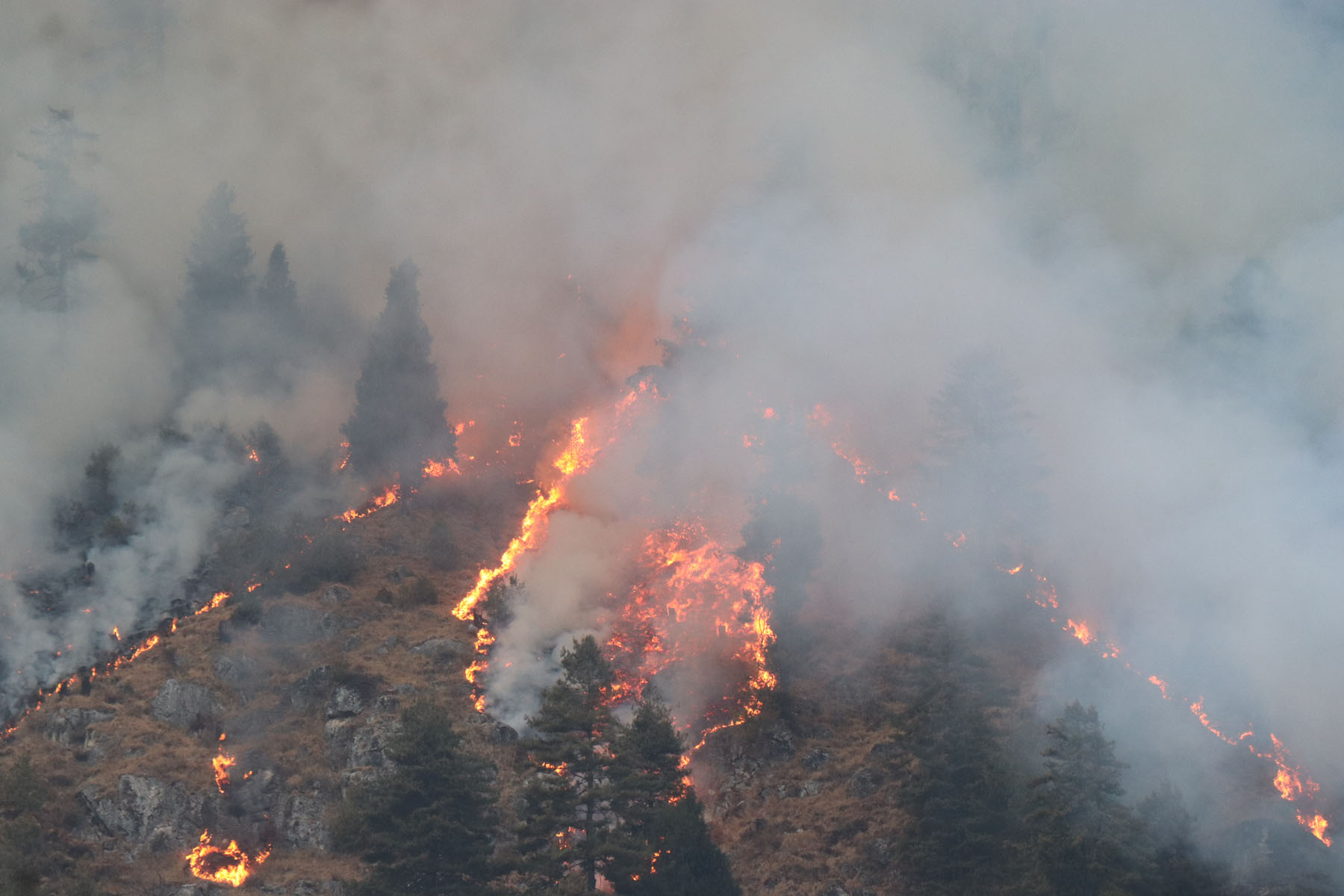 Forest fires ravaging forest areas