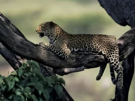 14 children killed in leopard attacks in Tanahun in five years