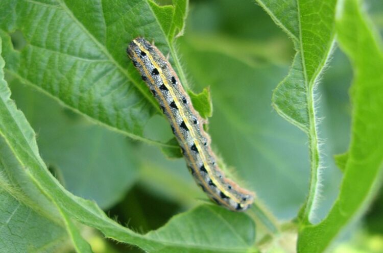 American armyworm attack maize crop in Jhapa