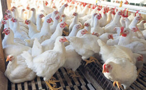 Bird flu affected farmers receive compensations