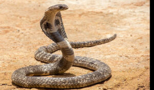 Rare King Cobra sighted in Ghatan, Myagdi