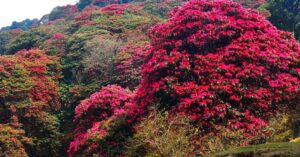 Pathibhara rhododendrons not flowering at regular time sounds the alarm