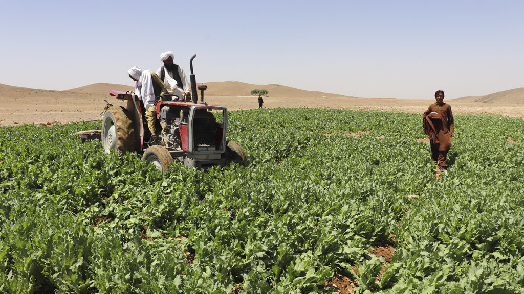 Poppy farm destroyed in S. Afghanistan