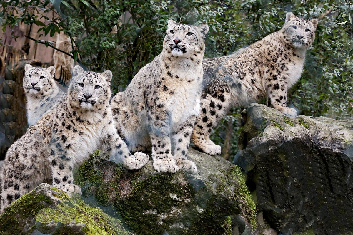 Shey-Phoksundo National Park records 90 snow leopards