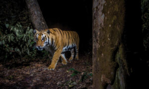 Tiger that kills woman to be transported to Central Zoo in Lalitpur