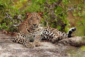 Wild animals increase unsustainably in Sri Lanka