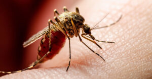 Six-year-old child dies of dengue in Tanahu
