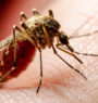 Kathmandu metropolis urges citizens for preventive measures against dengue