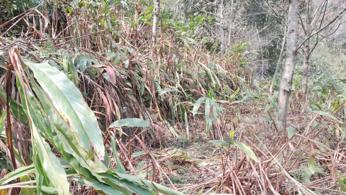 Drought hits cardamom plantation in Taplejung