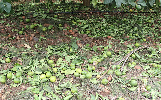 Storm damages lemon farm