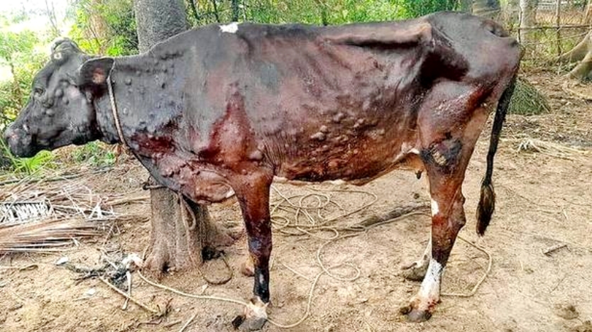 Lumpy skin disease spreads in 12 districts of Koshi Province killing over 1,100 cattle