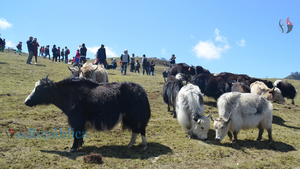 Local level distributes yaks to farmers