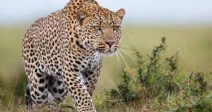 Traps placed to take control of leopards