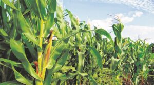 Drought hits maize crop