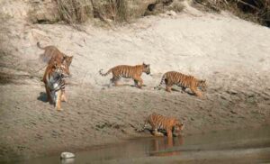 Tigers in Central Zoo fast on Saturdays