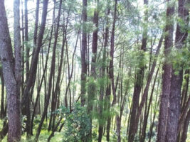 Feature News: Banke forests run by women are well-managed