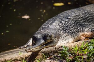 Critically Endangered  Gharials: one found dead in Budhi Rapti stream