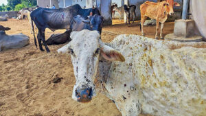 Lumpy skin contagion kills 26,000 animals in Sudurpaschim