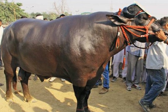 Murrah buffalo bulls to be used for crossbreeding on 100,000 buffaloes