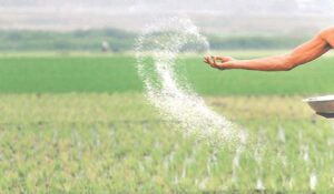 No shortage of chemical fertilizers in Madhes province