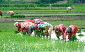 Country reports 77 percent rice transplantation till last week of July