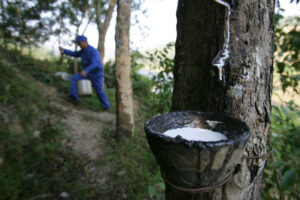 Call for tapping into natural rubber potential for economic growth, climate goals (Feature)