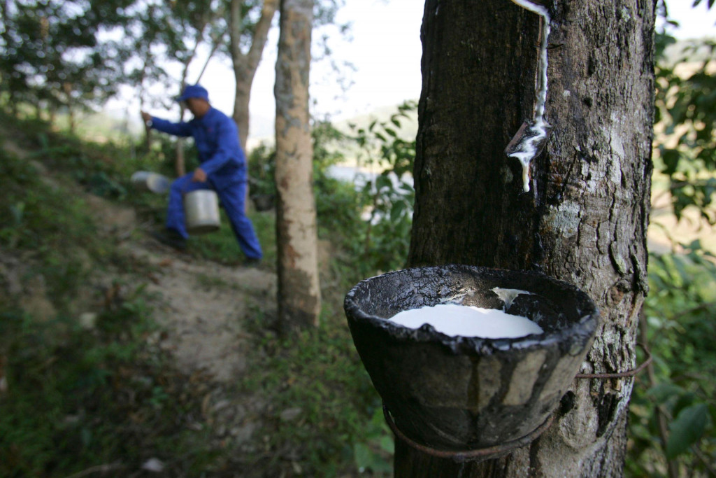 Call for tapping into natural rubber potential for economic growth, climate goals (Feature)